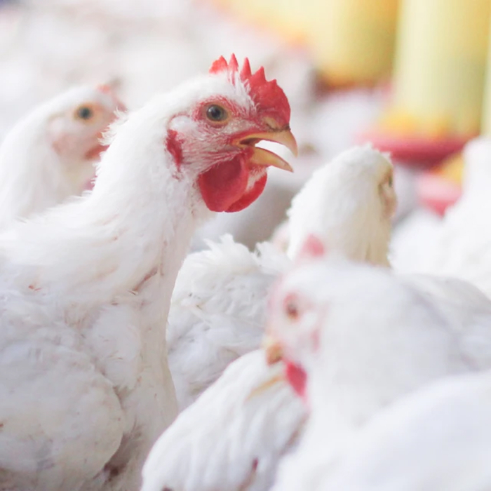 الشريك المصري المعتمد  في صحة الإنسان والحيوان